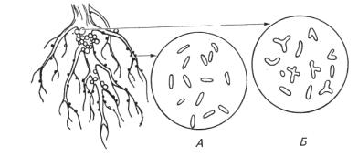 Картинки по запросу бульбочкові бактерії
